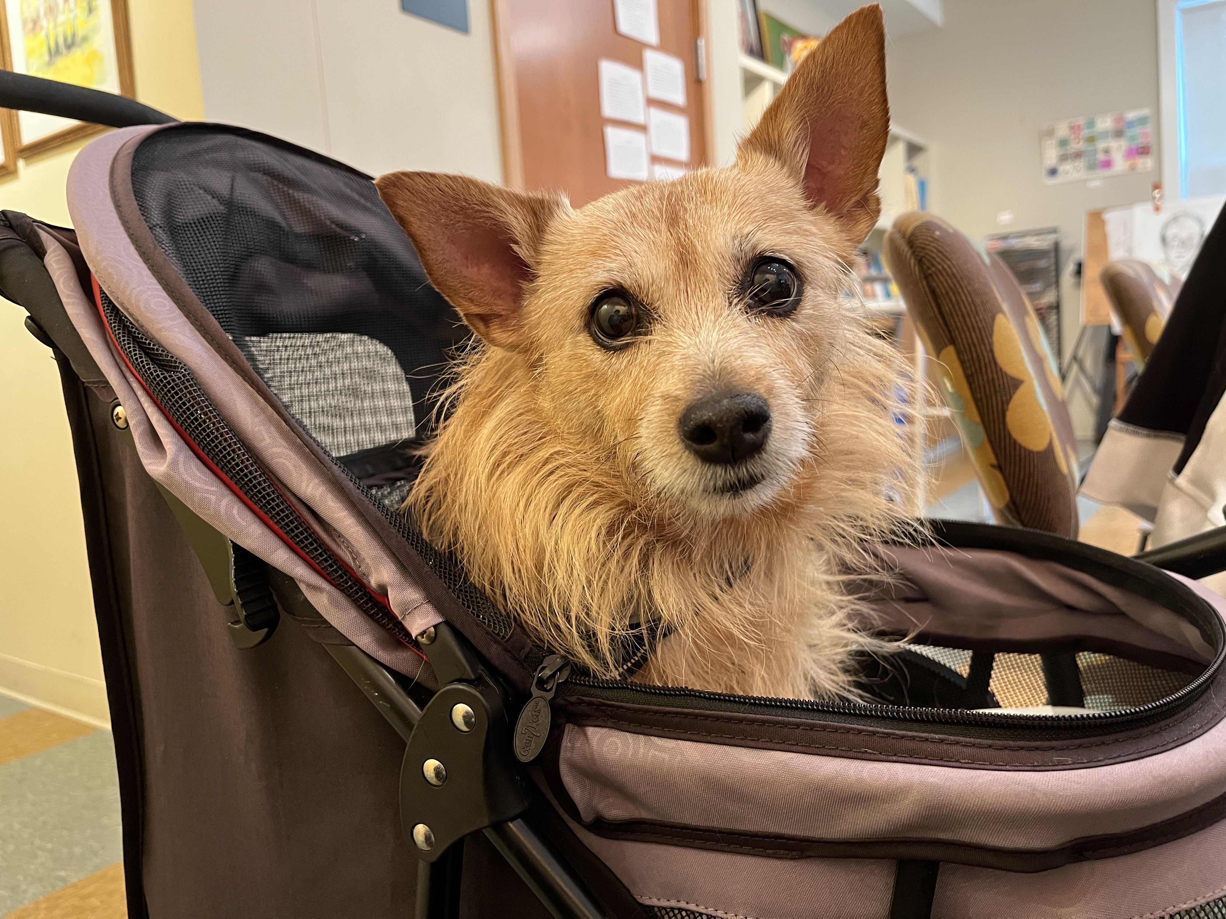 Roxie, the 14-year-old dog mascot of Joyful Connections