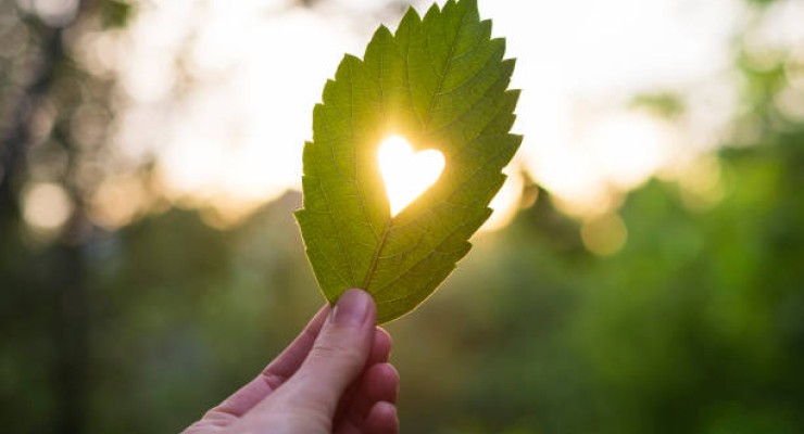 Leaf with a heart cut into it